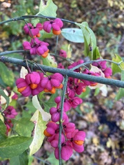 Euonymus