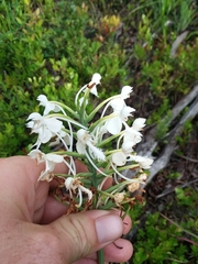 Platanthera blephariglottis conspicua