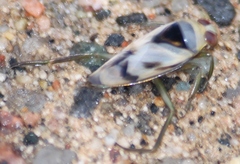 Notonecta undulata