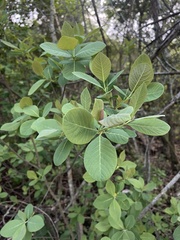 Dais cotinifolia