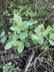 Dais cotinifolia