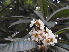 Macrocneme chrysitis