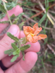 Oenothera laciniata