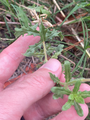 Oenothera laciniata