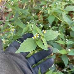 Galinsoga quadriradiata