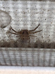 Xysticus