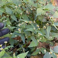 Galinsoga quadriradiata