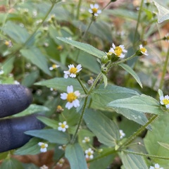 Galinsoga quadriradiata