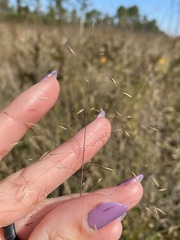 Eragrostis elliottii