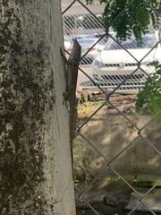 Anolis cristatellus cristatellus