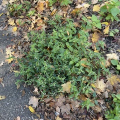 Galinsoga quadriradiata