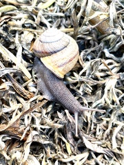 Helminthoglypta stiversiana