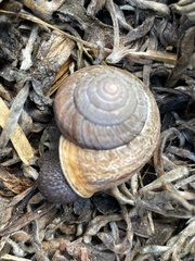 Helminthoglypta stiversiana