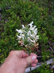 Platanthera blephariglottis conspicua