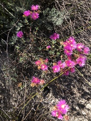 Lampranthus stenopetalus