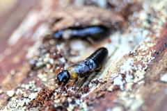 Kalotermes flavicollis