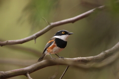Batis capensis