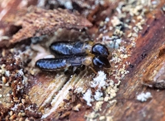 Kalotermes flavicollis