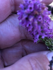 Lampranthus stenopetalus