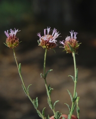 Monardella australis cinerea