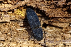 Lacon punctatus