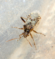 Liorhyssus