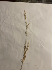Agrostis stolonifera
