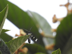 Syntomeida melanthus
