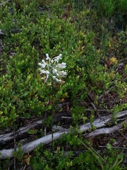 Platanthera blephariglottis conspicua
