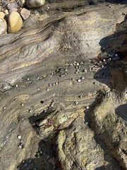 Littorina subrotundata