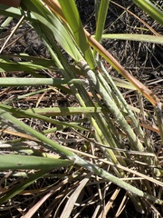 Aristida lanosa