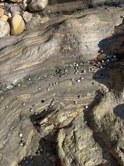 Littorina subrotundata