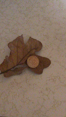 Atrusca quercuscentricola