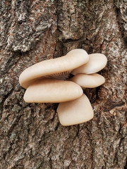 Pleurotus ostreatus