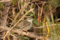 Prinia maculosa