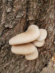 Pleurotus ostreatus