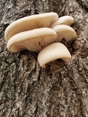 Pleurotus ostreatus