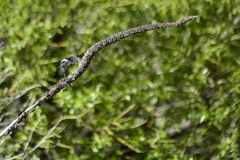 Tachycineta leucopyga