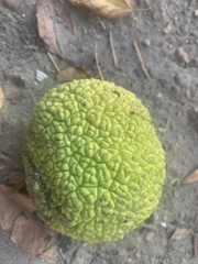 Maclura pomifera