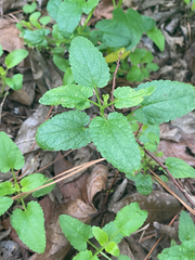 Stachys floridana