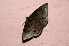 Lepidoptera
