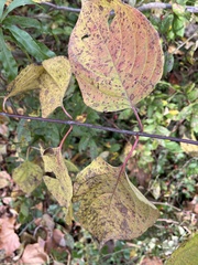 Cornus rugosa