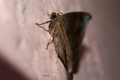 Lepidoptera