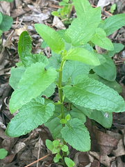 Stachys floridana