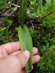 Platanthera blephariglottis conspicua