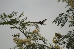 Cynanthus doubledayi