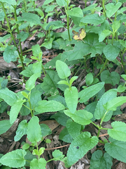 Stachys floridana