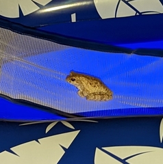 Chiromantis xerampelina