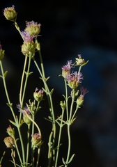 Monardella australis cinerea