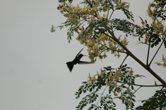 Cynanthus doubledayi